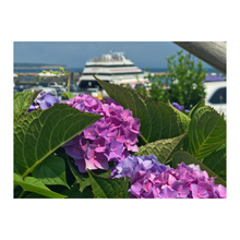 Load image into Gallery viewer, Hydrangea Ferry