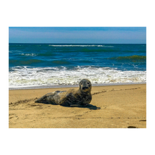 Load image into Gallery viewer, Seal Seduction